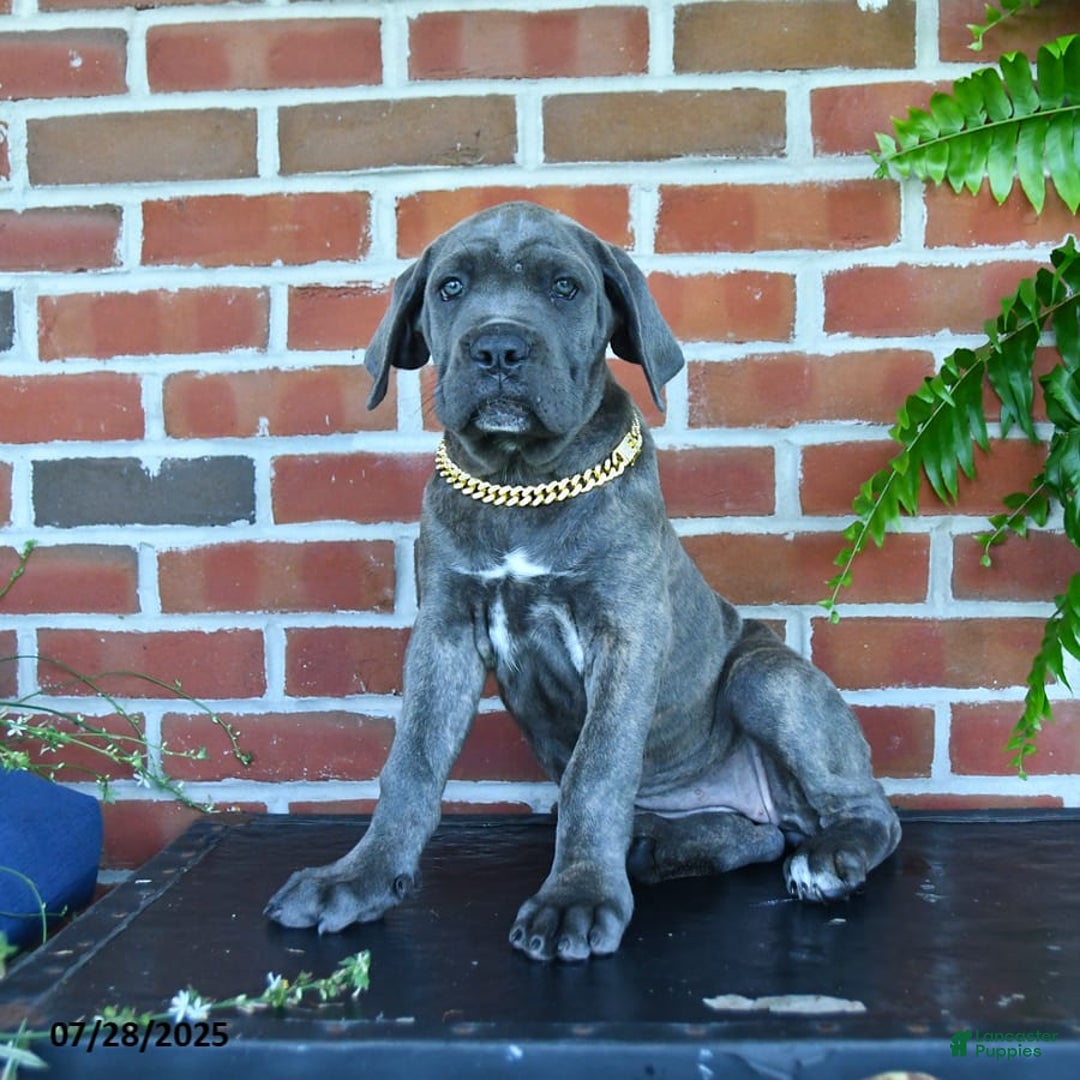 Cane Corso dogs for sale: Lilac - Image 5