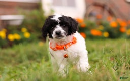 Miniature Poodle dogs for sale: Oreo - Image 1