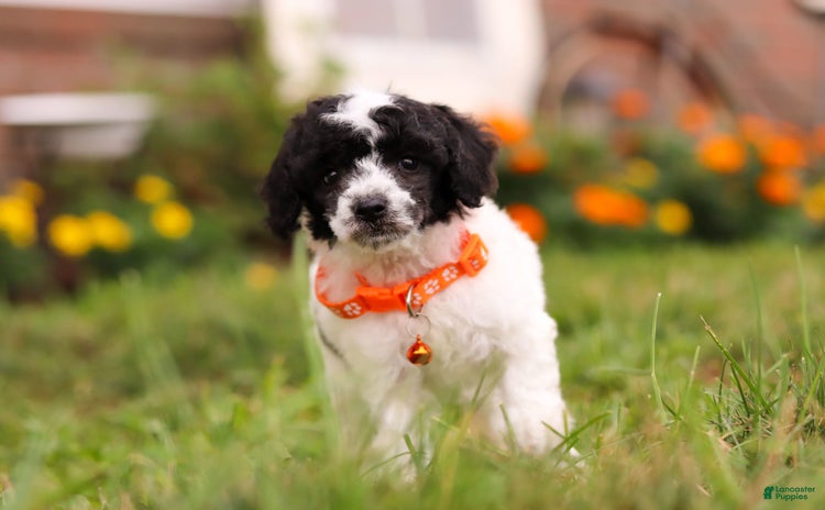 Miniature Poodle dogs for sale - Ad 2