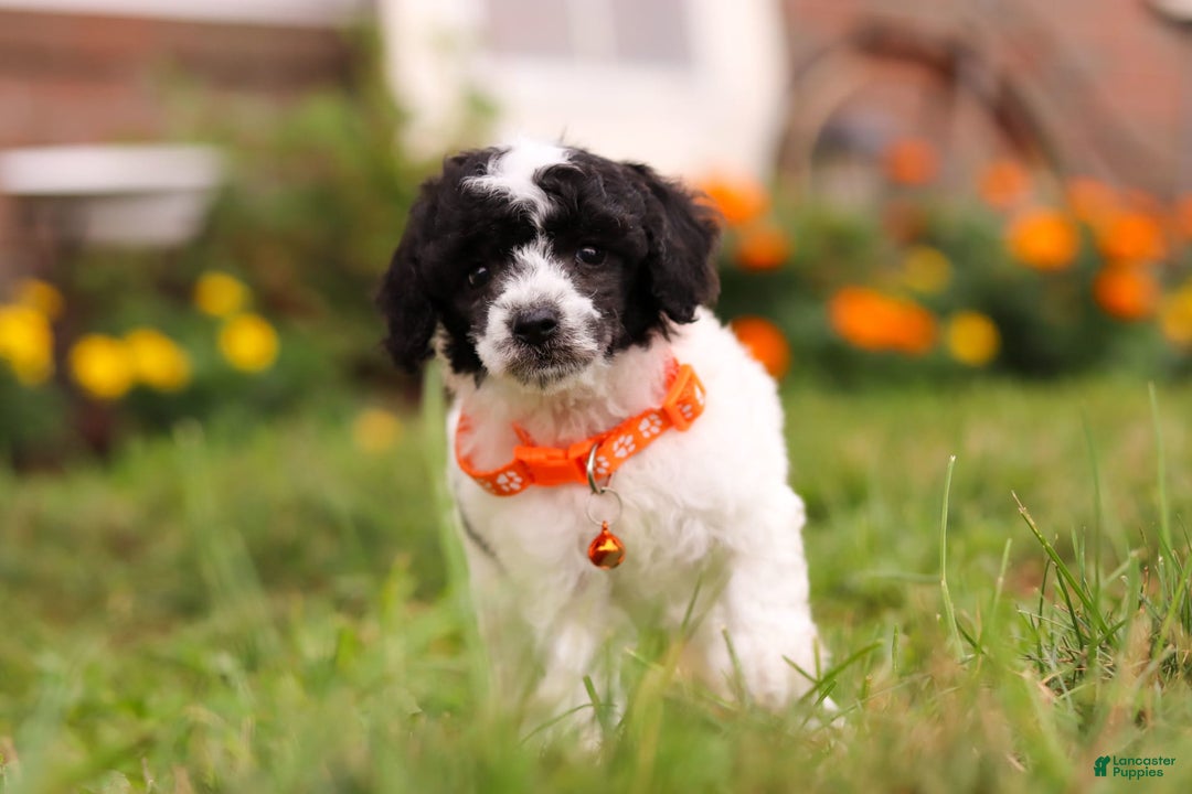 Miniature Poodle dogs for sale: Oreo - Image 1