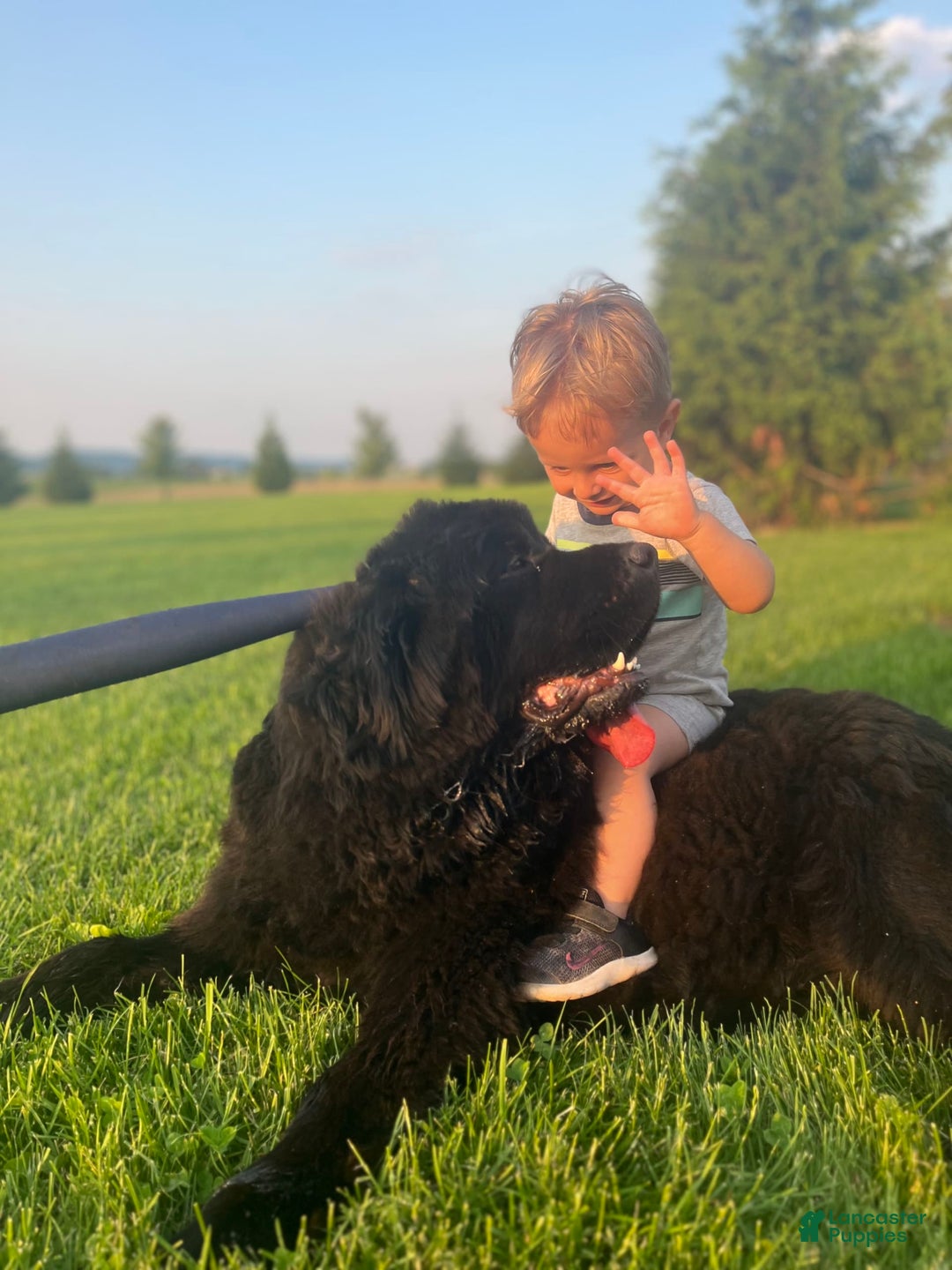 Newfoundland dogs for sale: Dawson - Image 9
