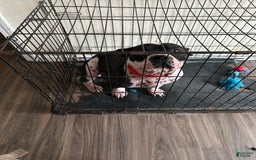 American Bully dogs for sale: Angel - Image 4