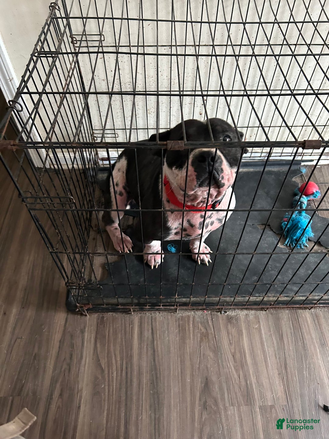 American Bully dogs for sale: Angel - Image 4