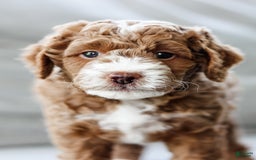 Mini Aussiedoodle dogs for sale: Cooper - Image 1