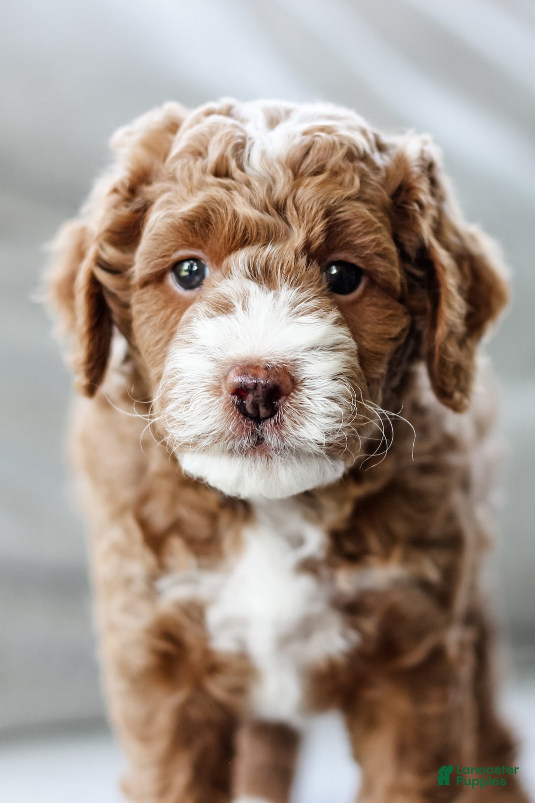 Mini Aussiedoodle dogs for sale: Cooper - Image 1