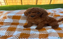 Mini Goldendoodle dogs for sale: Cooper - Image 10