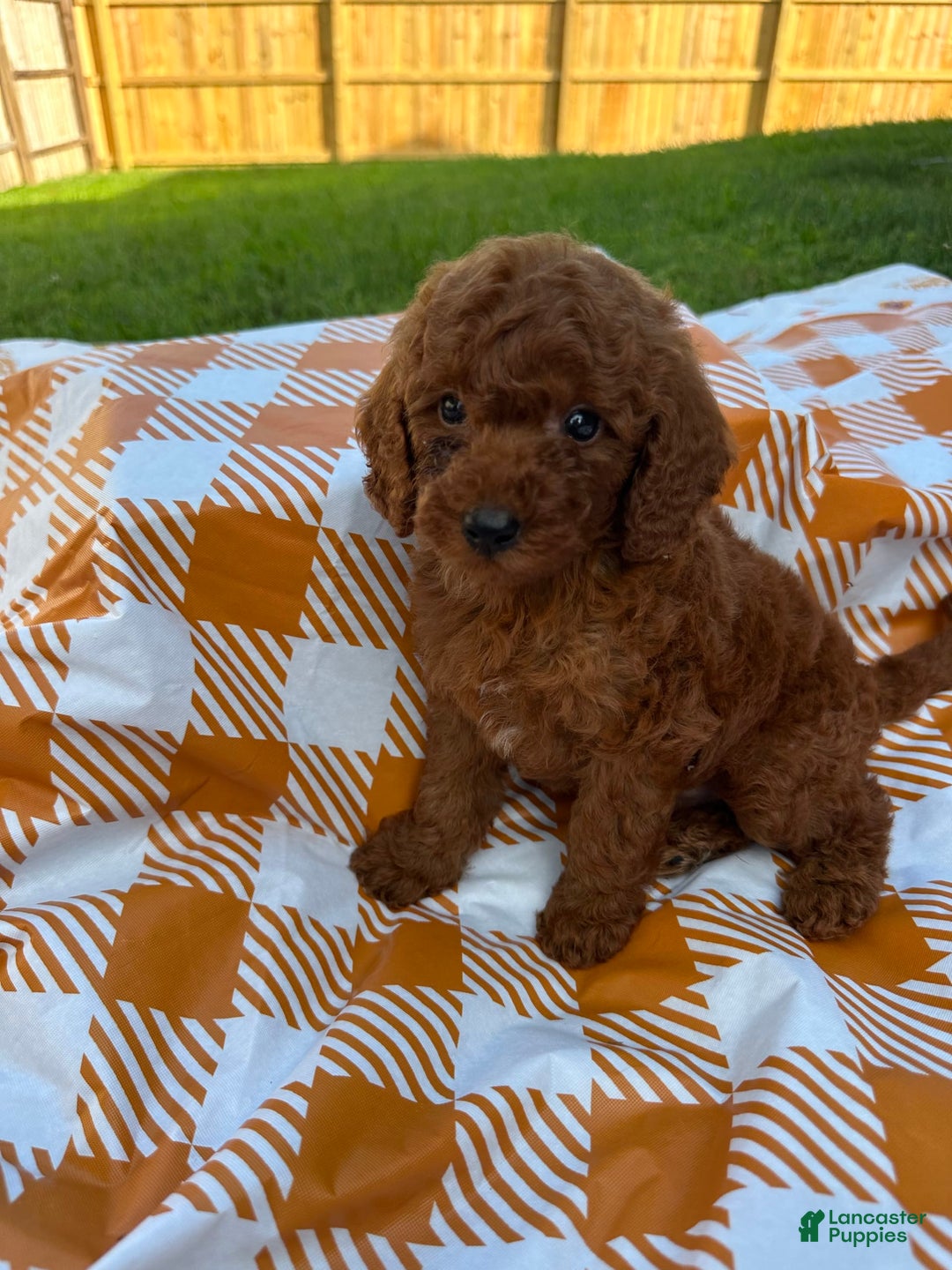Mini Goldendoodle dogs for sale: Cooper - Image 10