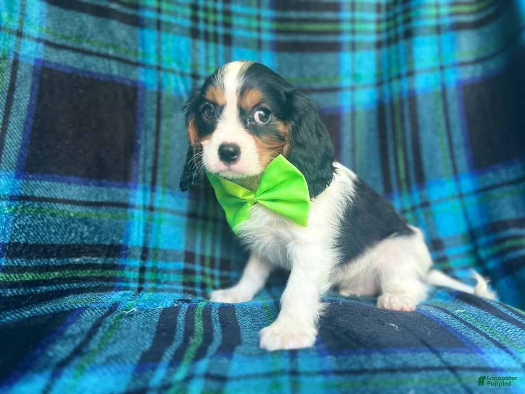 Cavalier King Charles Spaniel dogs for sale: Cobalt - Image 5