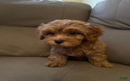 Cavapoo dogs for sale: Dixie - Image 5