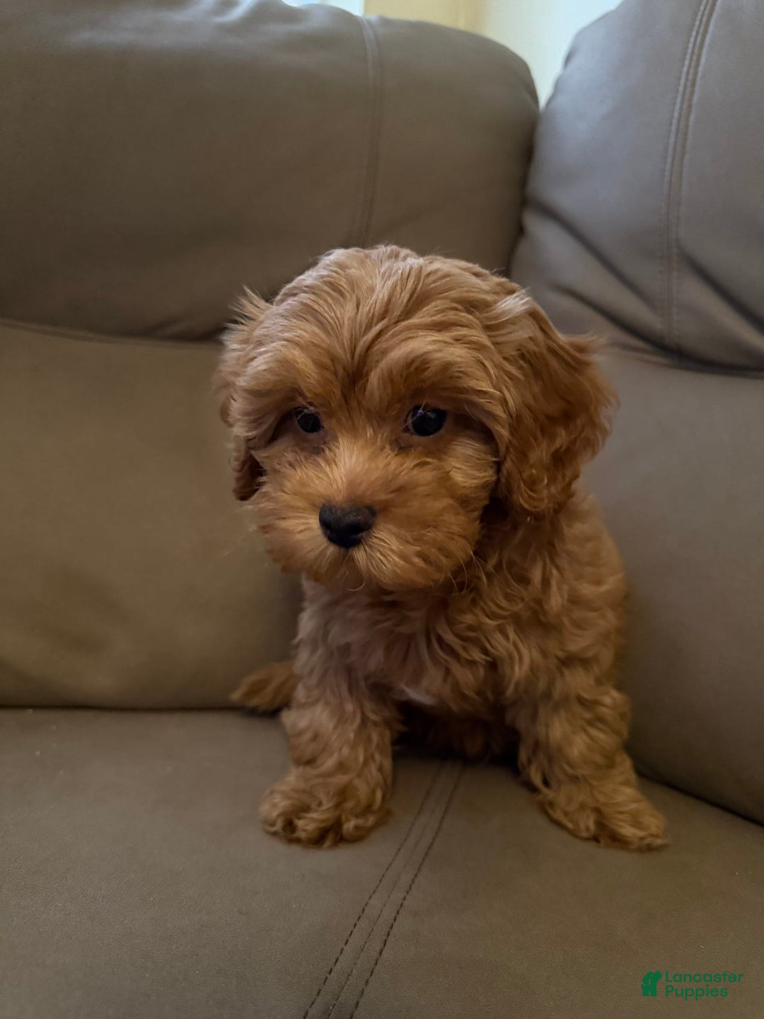 Cavapoo dogs for sale: Dixie - Image 5