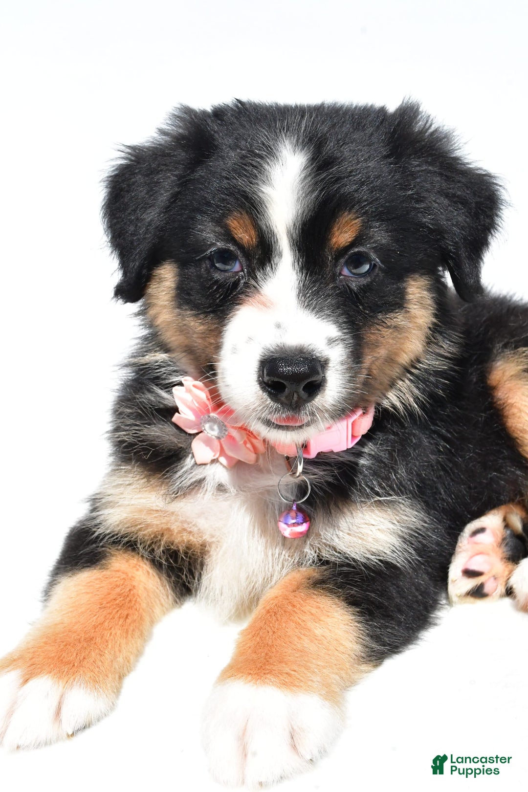 Australian Shepherd dogs for sale: Kiki - Image 9