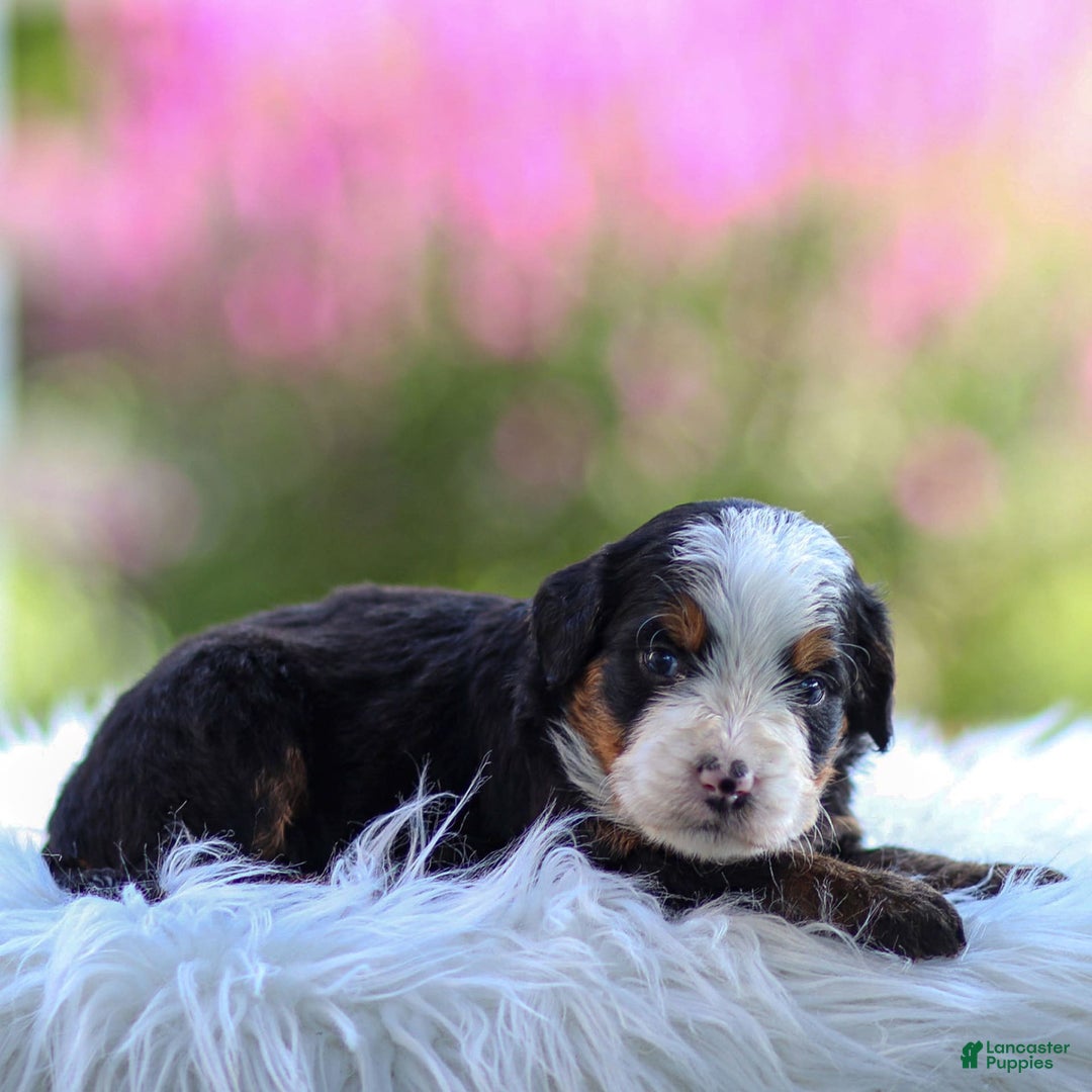 Mini Bernedoodle dogs for sale: Marley - Image 7