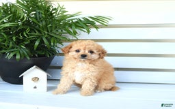 Bichpoo dogs for sale: Jasper - Image 7