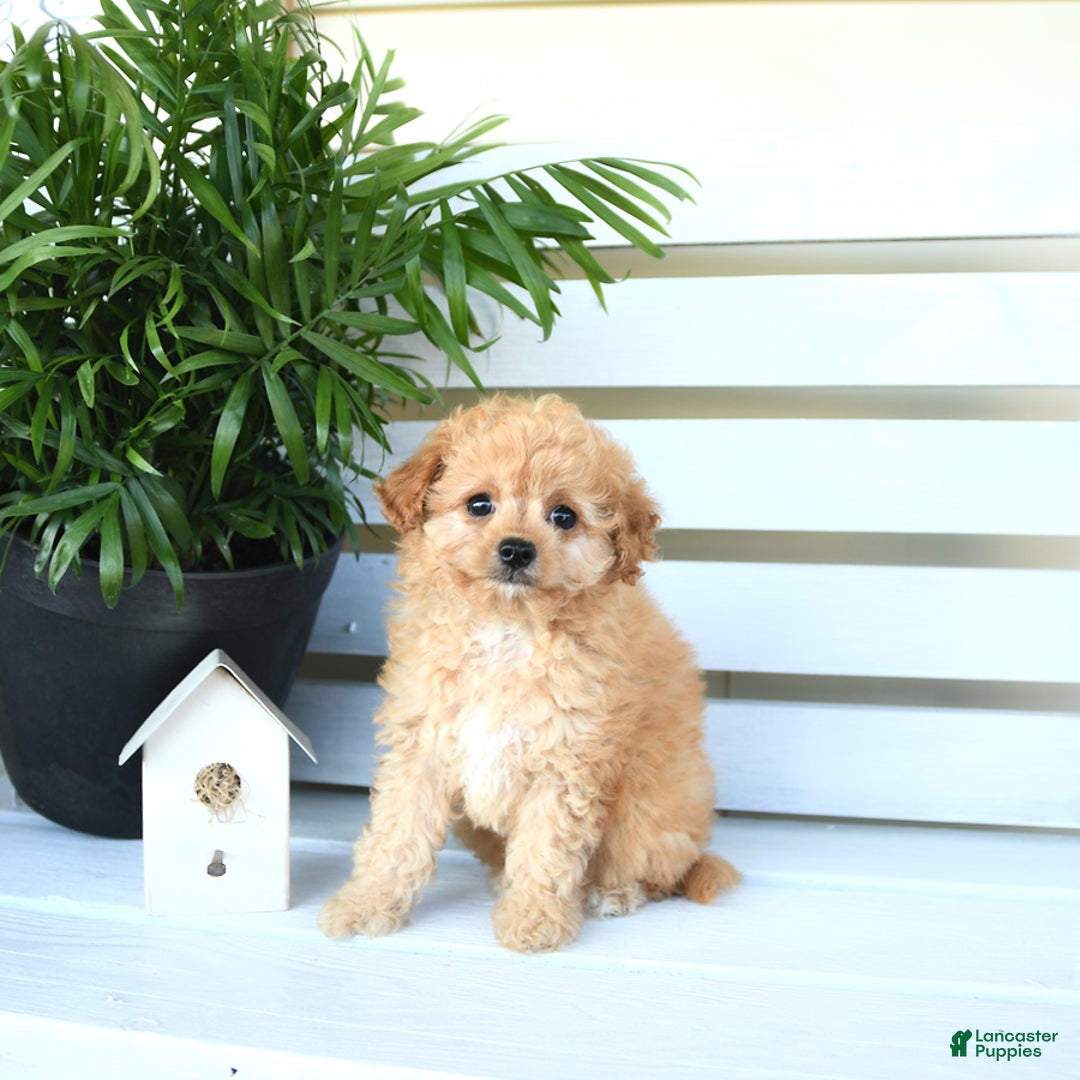 Bichpoo dogs for sale: Jasper - Image 7