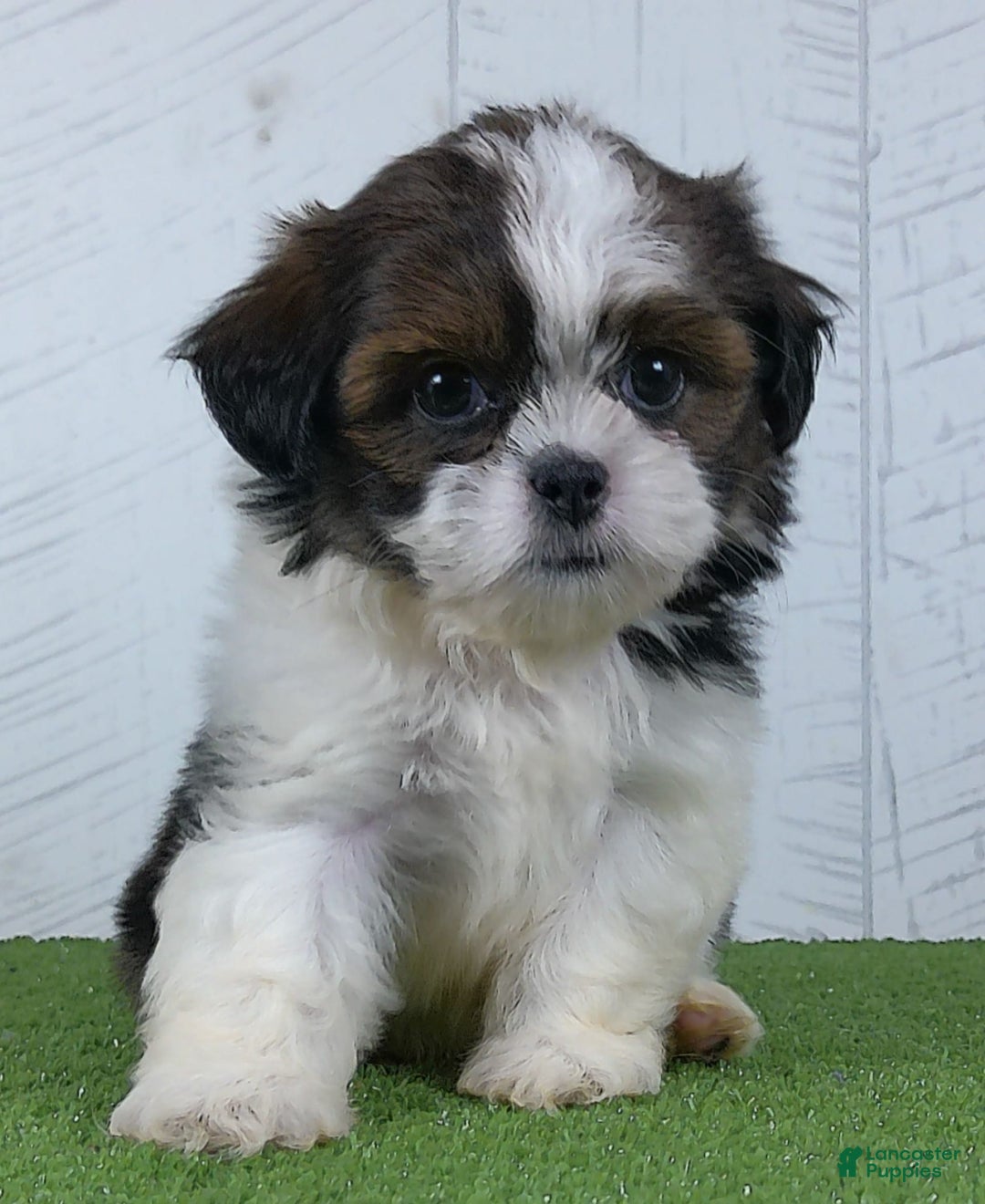 Shih Tzu dogs for sale: Lilly - Image 3