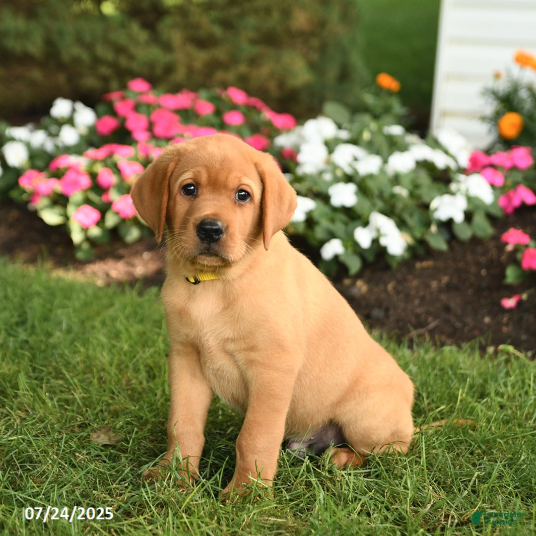 Labrador Retriever dogs for sale: Scout - Image 1