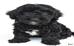 Yorkiepoo dogs for sale: Bingo - Image 1