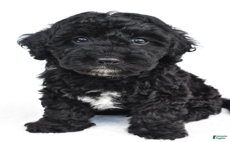 Yorkiepoo dogs for sale - Ad 2