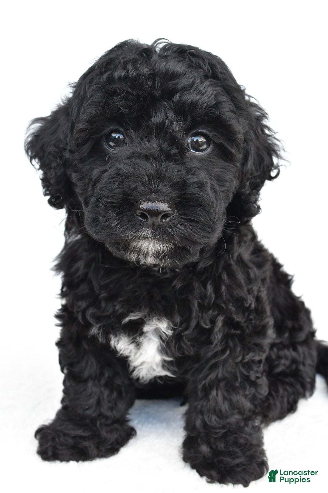 Yorkiepoo dogs for sale: Bingo - Image 1