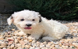 Teddy Bear dogs for sale: Cotton - Image 7