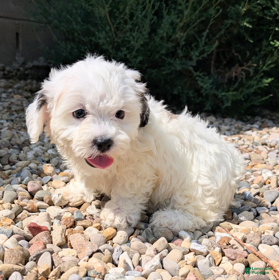 Teddy Bear dogs for sale: Cotton - Image 7