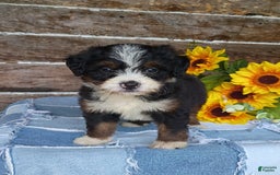 Mini Bernedoodle dogs for sale: Donut - Image 1