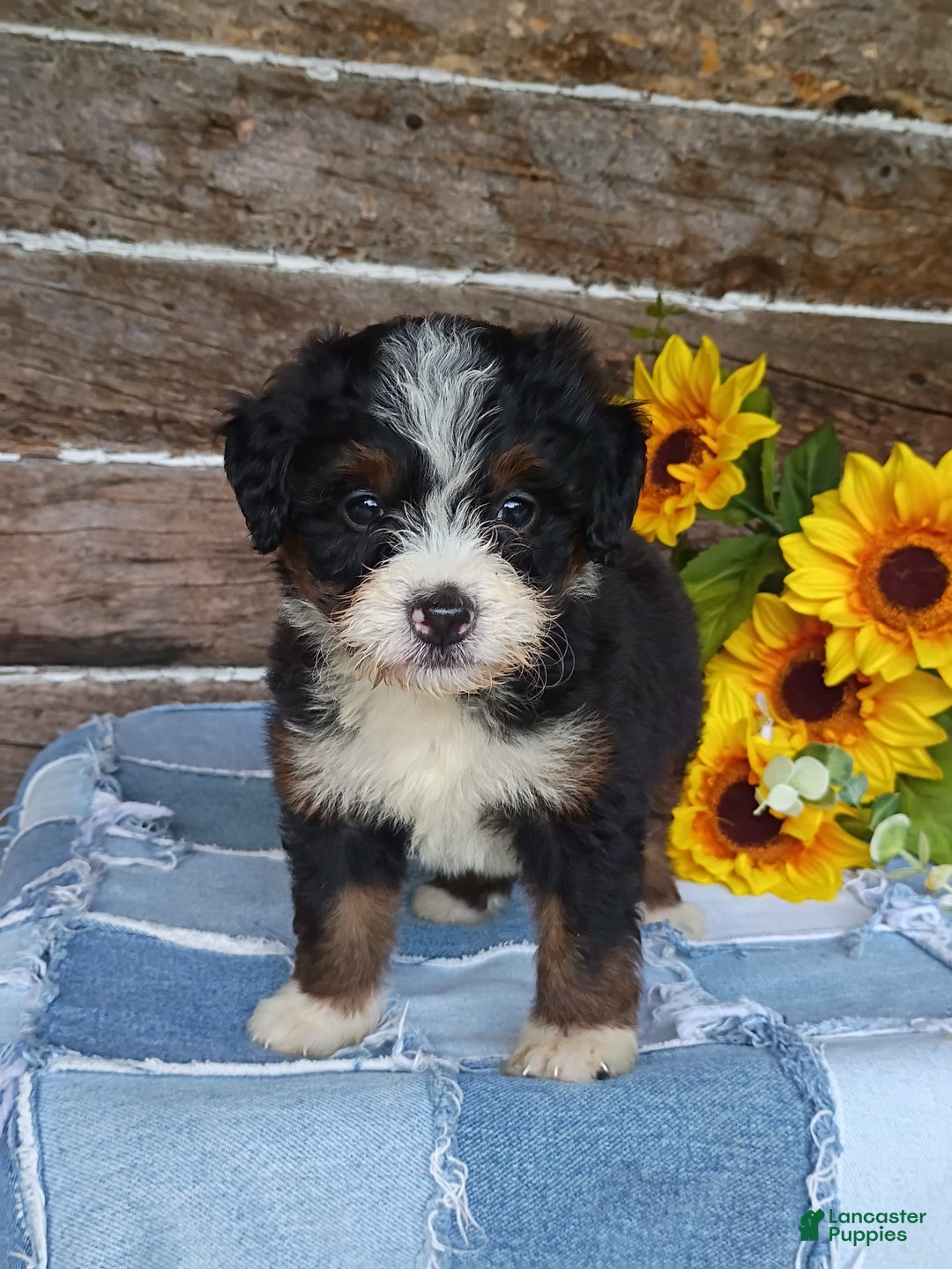 Mini Bernedoodle dogs for sale: Donut - Image 1