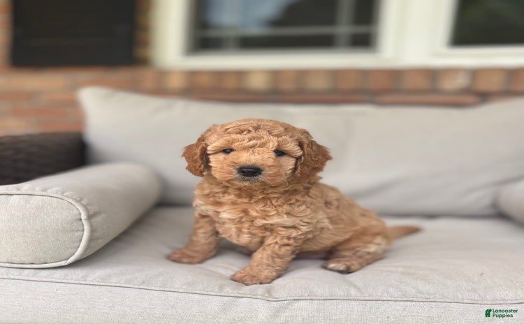 Goldendoodle dogs for sale - Ad 1