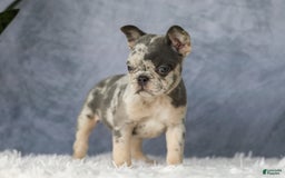 French Bulldog dogs for sale: Elsa - Image 3