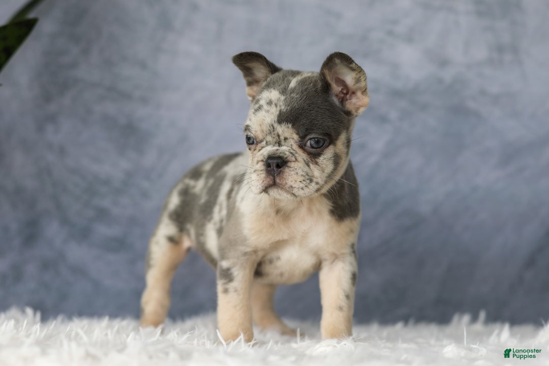 French Bulldog dogs for sale: Elsa - Image 3