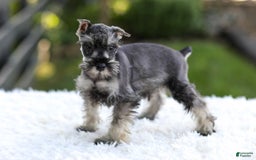 Miniature Schnauzer dogs for sale: Asher - Image 7