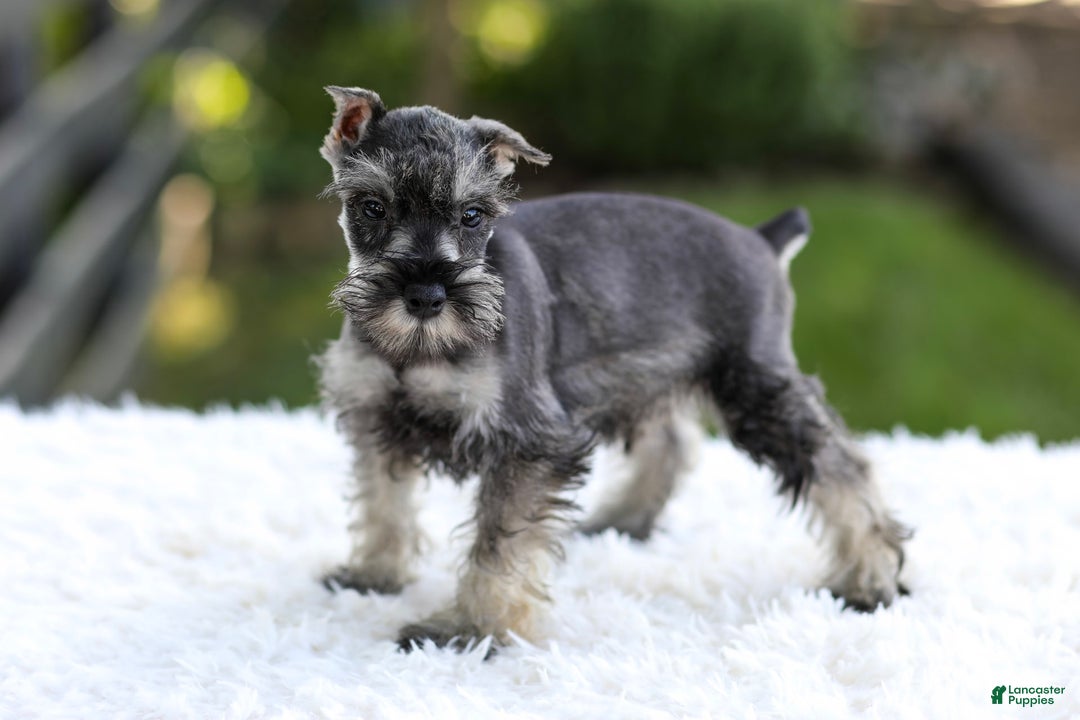 Miniature Schnauzer dogs for sale: Asher - Image 7