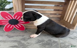 Boston Terrier dogs for sale: Bowser - Image 3