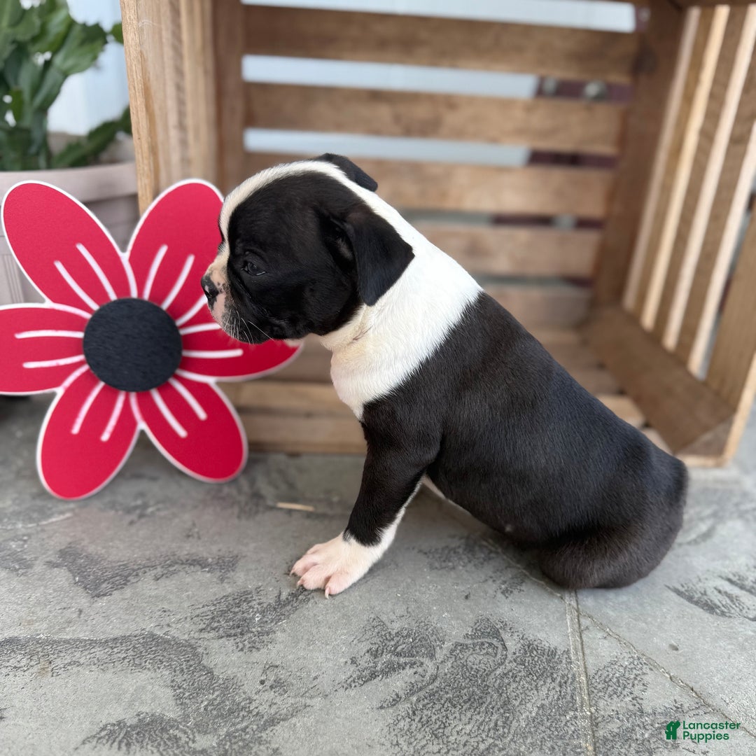 Boston Terrier dogs for sale: Bowser - Image 3