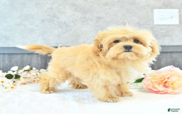 Maltipoo dogs for sale: Bella Extra Small - Image 17