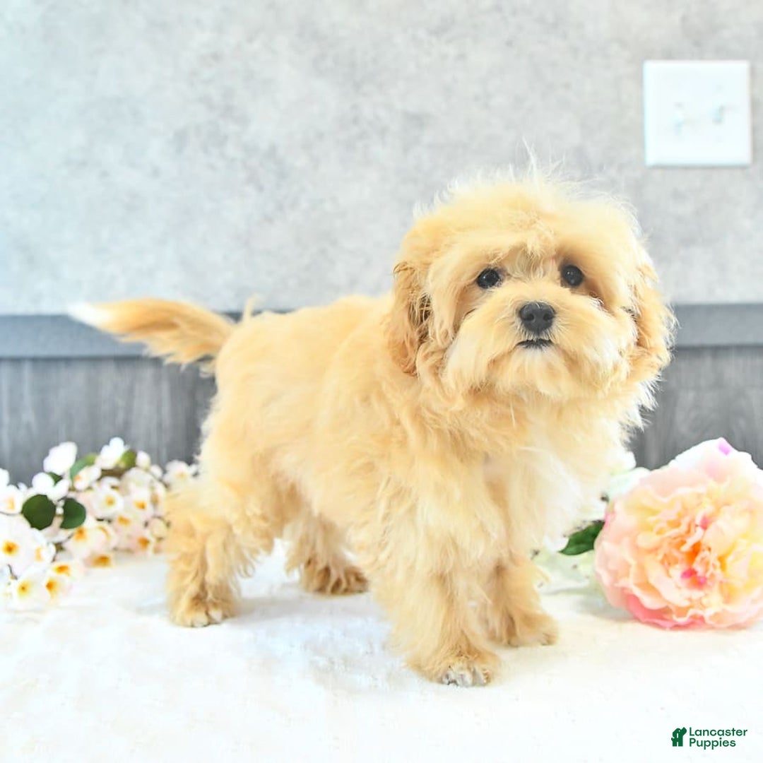Maltipoo dogs for sale: Bella Extra Small - Image 17
