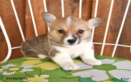 Welsh Corgi Pembroke dogs for sale: Sparky - Image 1