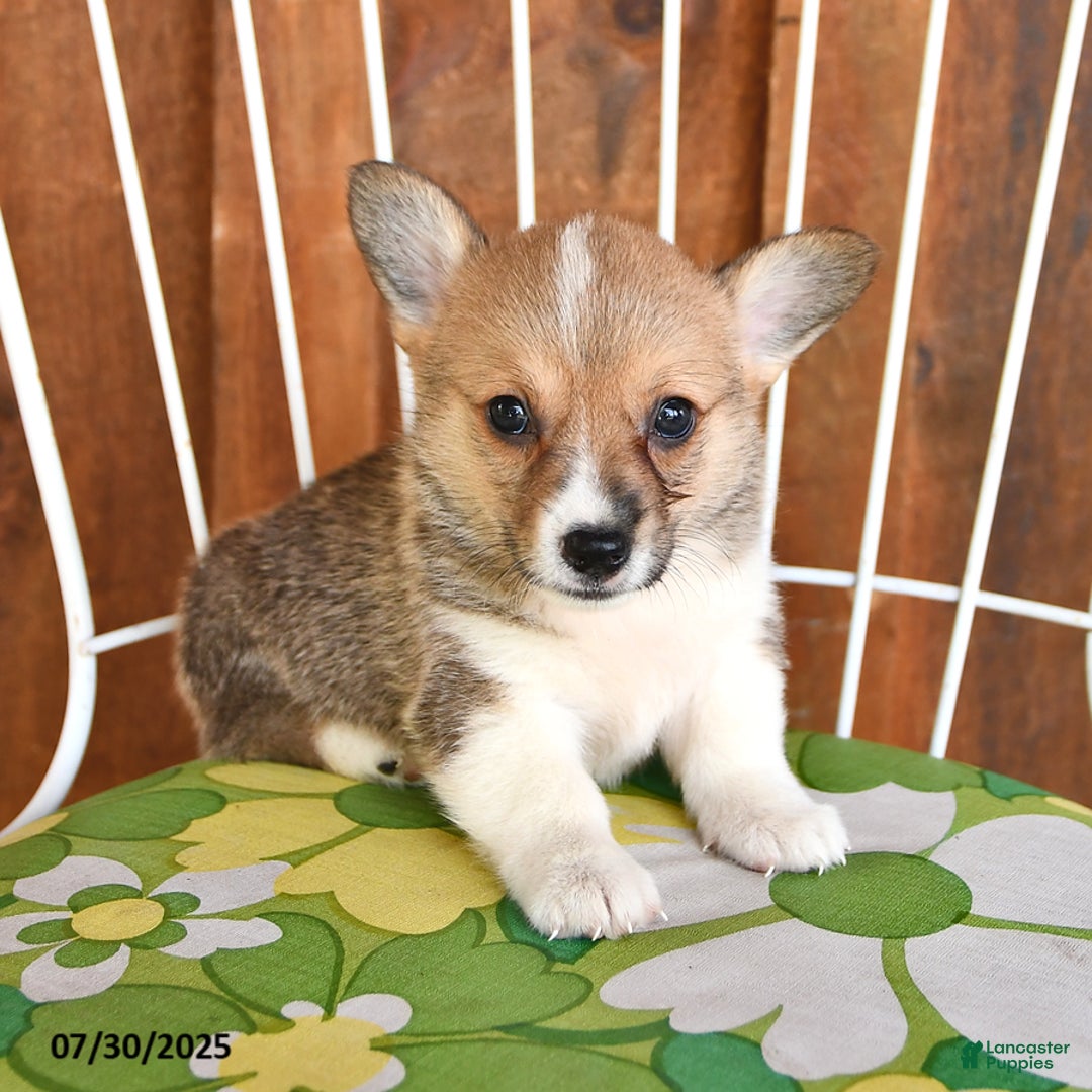 Welsh Corgi Pembroke dogs for sale: Sparky - Image 1