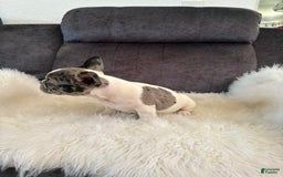 French Bulldog dogs for sale: Tiny - Image 2
