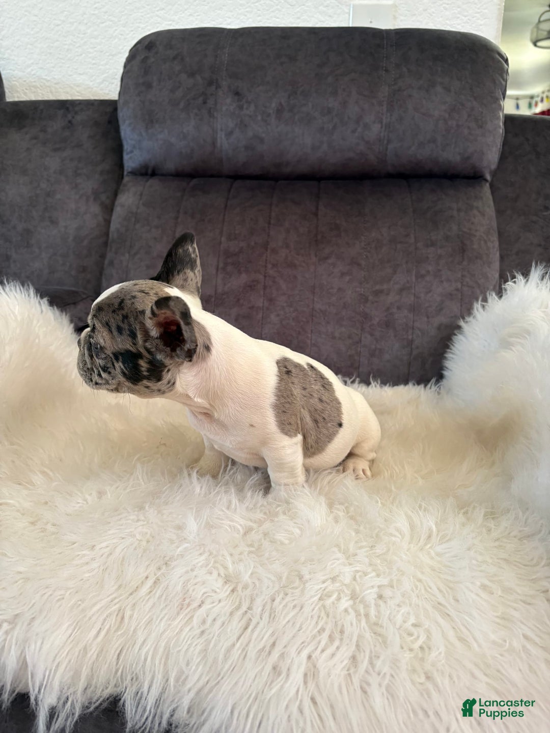French Bulldog dogs for sale: Tiny - Image 2