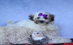 Shihpoo dogs for sale: Scarlett - Image 10