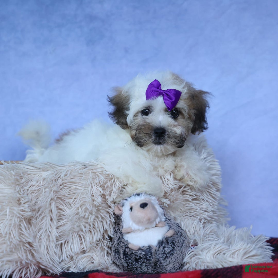 Shihpoo dogs for sale: Scarlett - Image 10