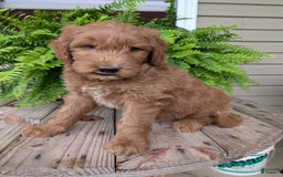 Goldendoodle dogs for sale: Cash - Image 5