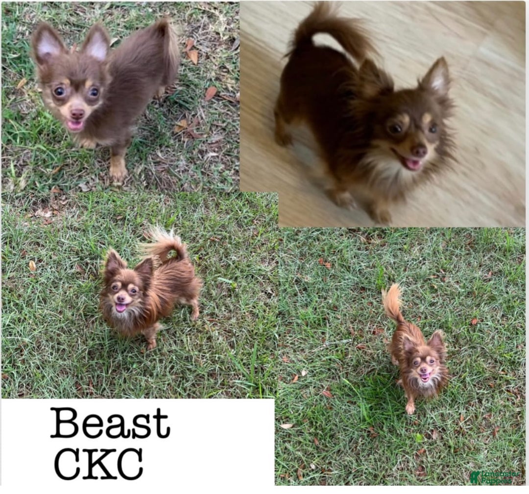 Chihuahua dogs for sale: Fancy Stance - Image 7