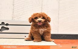 Miniature Poodle dogs for sale: Miniature Poodle 2 puppies - Image 6