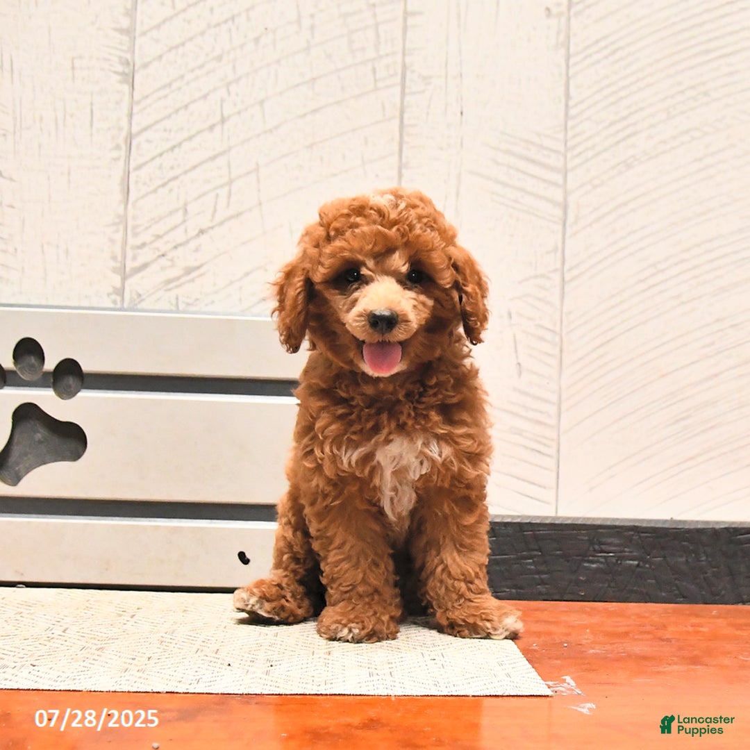 Miniature Poodle dogs for sale: Miniature Poodle 2 puppies - Image 6