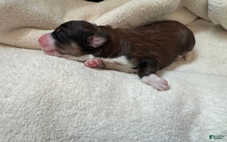Bernedoodle dogs for sale: Tri Color Girl - Image 2