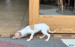 Italian Greyhound dogs for sale: Noel - Image 5