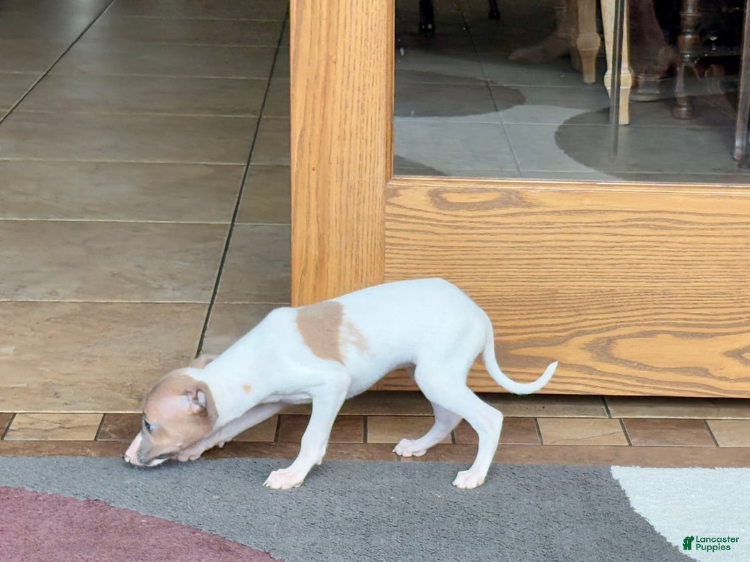 Italian Greyhound dogs for sale: Noel - Image 5