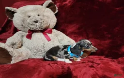 Miniature Dachshund dogs for sale: REMY - Image 10